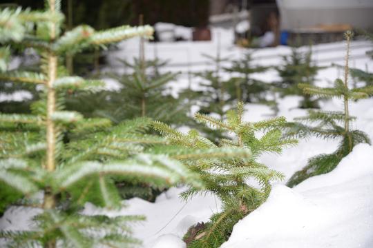 TIP Christbaumschlagen