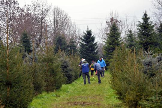 Christbaumschlagen 2022