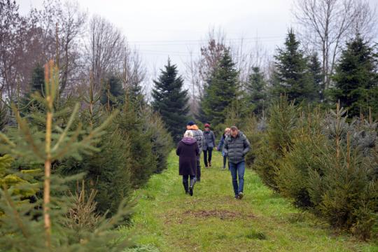 Christbaumschlagen 2022