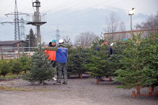 Christbaumschlagen 2022