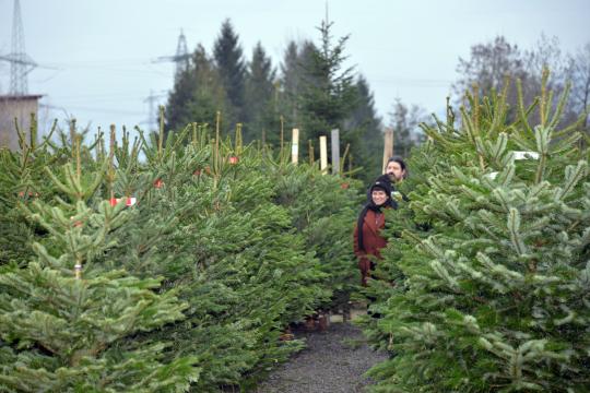 Christbaumschlagen 2022