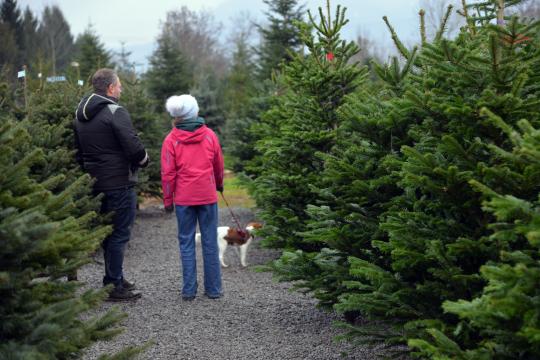 Christbaumschlagen 2022