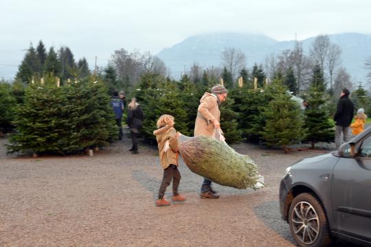 Christbaumschlagen 2022