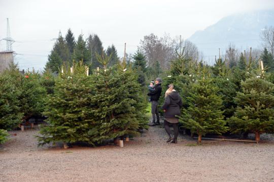 Christbaumschlagen 2022