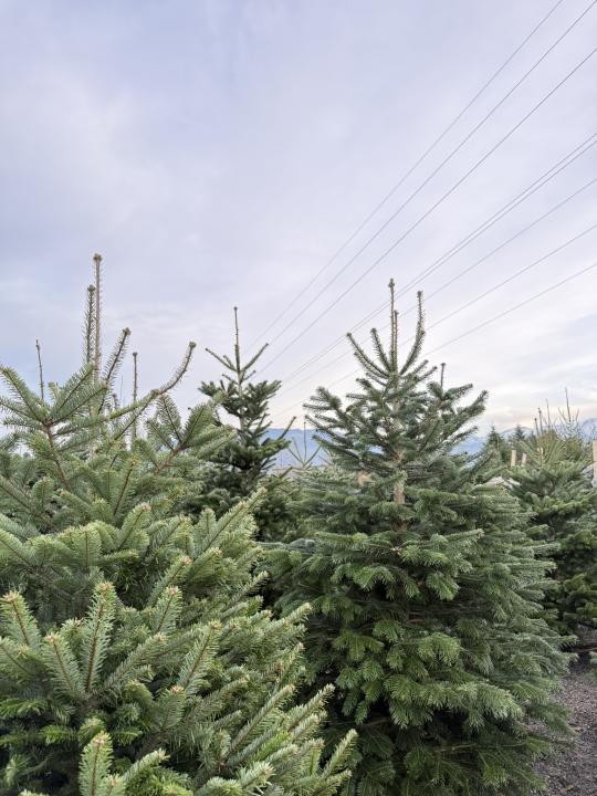 Christbaumschlagen