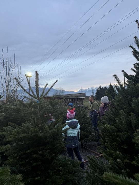 Christbaumschlagen