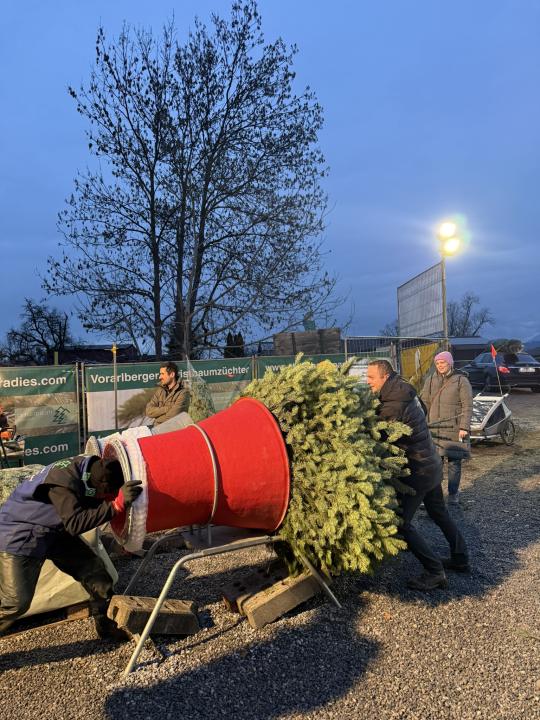 Christbaumschlagen