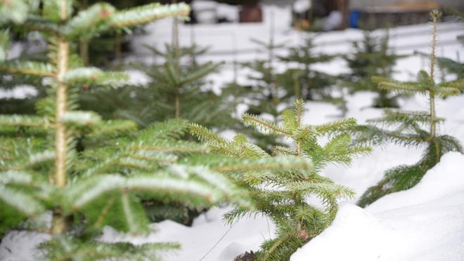 Christbaumschlagen