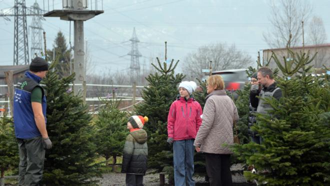 TIP Christbaumschlagen